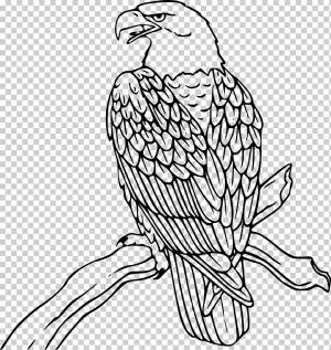 птицы Книжка-раскраска png