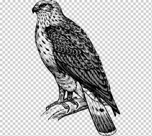 Рисунок птичьего канюка, сокол, животные, белоголовый орлан, позвоночный png