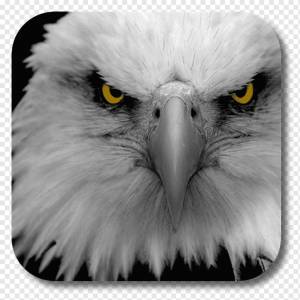 Белоголовый орлан Обои для рабочего стола Eagle eye Drawing, орел, животные, белоголовый орлан, сша png