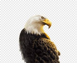 иллюстрация серо-белого орла, Android Eagle Hawk Компьютерный файл, текстура орла, животные, белоголовый орлан, стена Текстура png