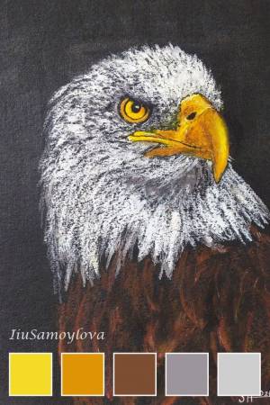 Bald eagle