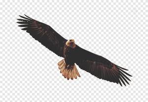 Наклейка белоголовый орлан Bird Переносная сетевая графика, орел, животные, белоголовый орлан png