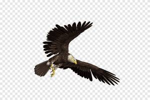 Белоголовый орлан, орел, животные, белоголовый орлан png