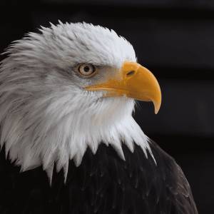 США Белоголовый орлан Стервятник, орел, животные, белоголовый орлан png