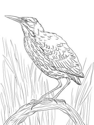 Раскраски Выпь