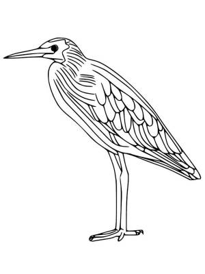 Раскраски Выпь