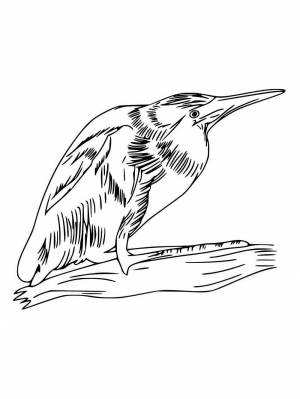 Раскраски Выпь