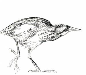 Иллюстрация Выпь в стиле 2d, академический рисунок, графика