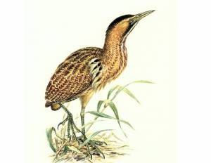 Картинка птица выпь