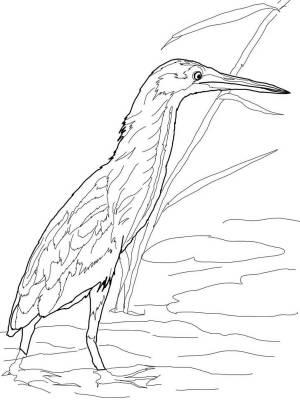 Выпь раскраска