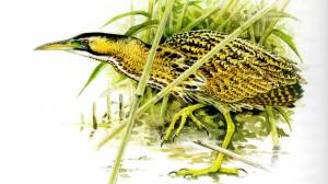 Большая выпь