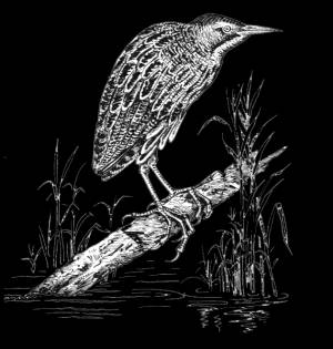 Большая выпь