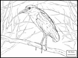 Выпь раскраска