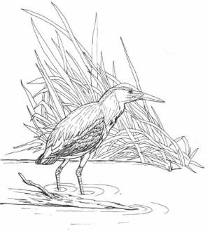 Раскраска выпь