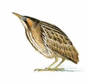 Большая выпь