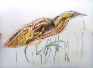 Выпь рисунок