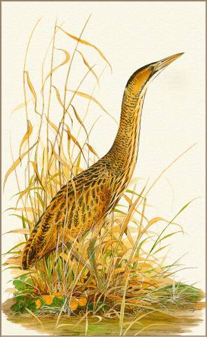 Роберт Гилмор