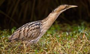 Выпь большая