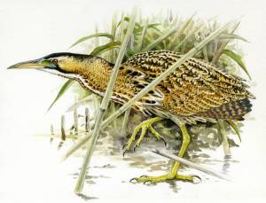 Выпь рисунок