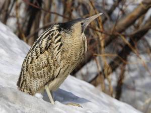 Большая выпь