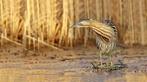 Большая Выпь