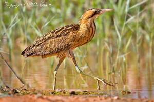 Большая выпь