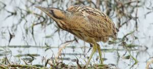 Большая Выпь