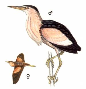 Красная книга Пермского края