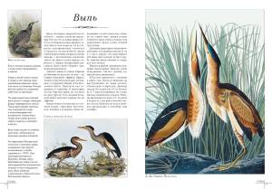 Выпь рисунок