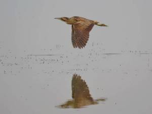 Большая выпь