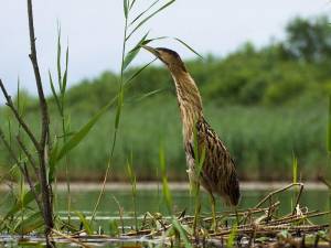 Большая выпь