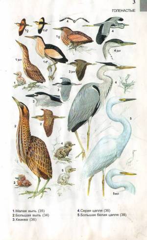 Выпь малая, Выпь большая, Кваква, Цапля серая, Цапля большая белая