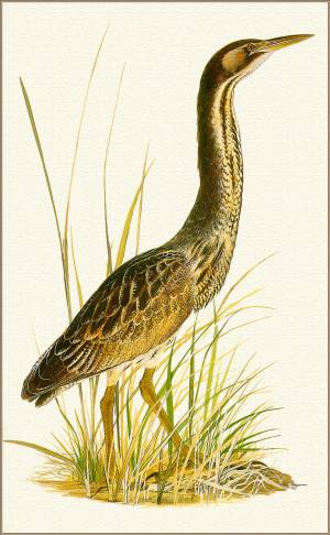 Роберт Гилмор