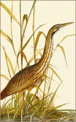 Роберт Гилмор