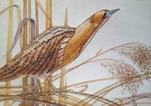 Выпь раскраска