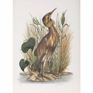 Выпь рисунок