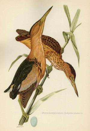 Волчок,  малая выпь