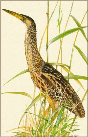 Выпь раскраска