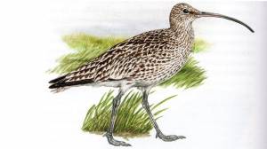 Болотная степная птица