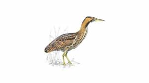 bittern