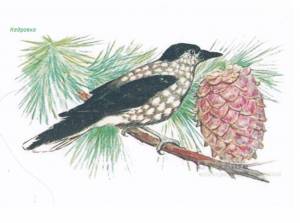 Раскраски птиц кедровка