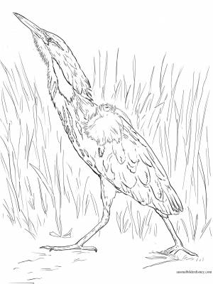 Выпь раскраска