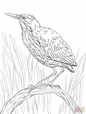 Раскраска Американская выпь на ветке