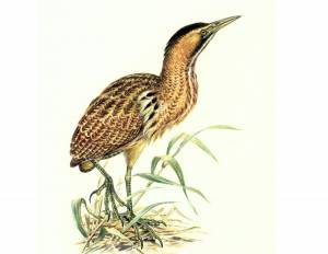 Большая болотная птица