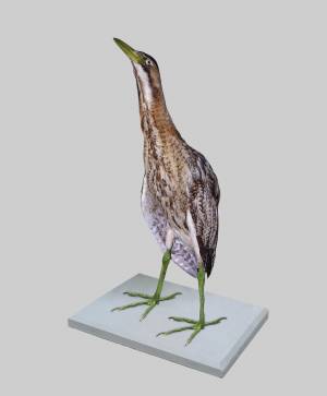 Большая выпь