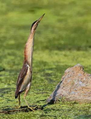 Есть такая птица