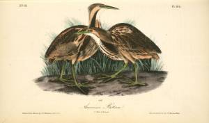 Репродукции Произведений Искусства Американская выпь 1 с Парнем 2 бабий по John James Audubon