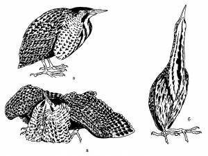 Большая выпь