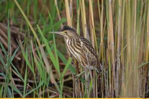 Выпь в камышах