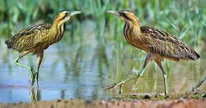 Птица большая выпь